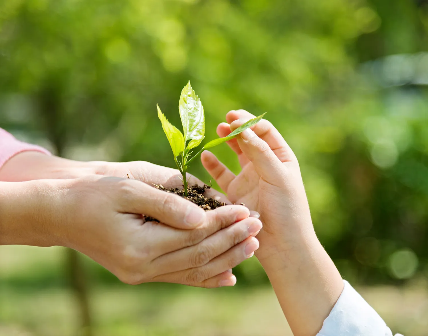 Finger, Hand, Garten, Bepflanzung, Blatt
